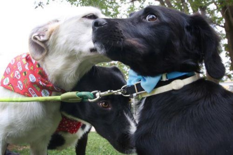 2.000 ζώα κινδυνεύουν να μείνουν χωρίς στέγη στην Πάφο