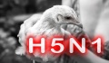 Παγκόσμια Οργάνωση Υγείας: Ο ιός της γρίπης των πτηνών μπορεί αν οδηγήσει σε νέα πανδημία