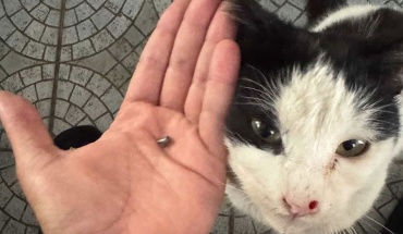 Νέο περιστατικό κακοποίησης ζώου στο προσκήνιο