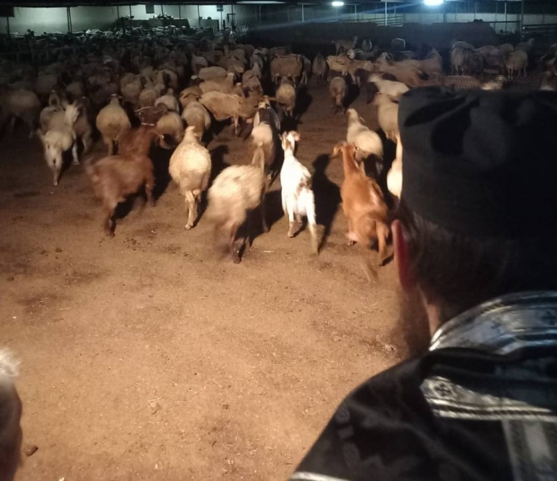 &Tau;&iota; &alpha;&pi;&alpha;&nu;&tau;ά &eta; &Mu;&eta;&tau;&rho;ό&pi;&omicron;&lambda;&eta; &gamma;&iota;&alpha; &tau;&eta;&nu; &epsilon;&pi;ί&sigma;&kappa;&epsilon;&psi;&eta; &sigma;&epsilon; &kappa;&tau;&eta;&nu;&omicron;&tau;&rho;&omicron;&phi;&iota;&kappa;ή &mu;&omicron;&nu;ά&delta;&alpha;