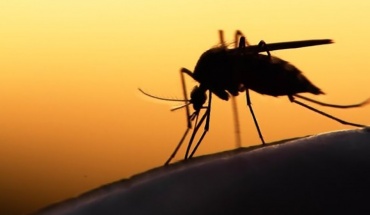 Δράση για εξάλειψη επικίνδυνου κουνουπιού στην περιοχή Δρομολαξιάς