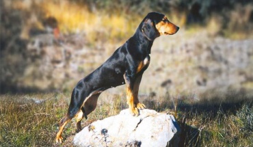 Ανησυχία Κυπριακής Ομοσπονδίας Κυνηγίου για περί Σκύλων Νόμο
