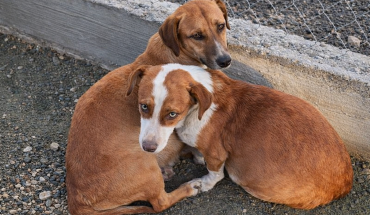 Δραματική διάσωση εγκύων και νεογέννητων σκύλων στη Λεμεσό