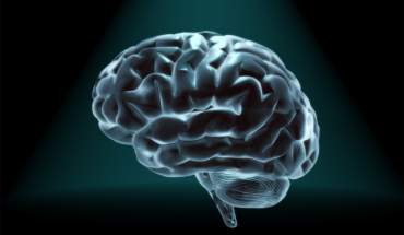Έρευνες αποκαλύπτουν νέους ρόλους του νωτιαίου μυελού με το εγκεφαλικό στέλεχος