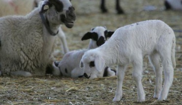 Η Κυβέρνηση στο πλευρό όσων επηρεάστηκαν από αφθώδη πυρετό