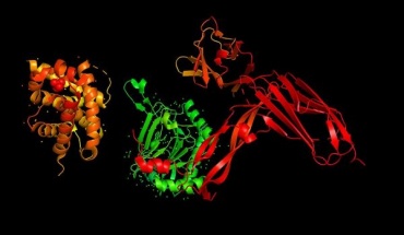 Μπορούν τα συνθετικά πολυμερή να αντικαταστήσουν τις φυσικές πρωτεΐνες;