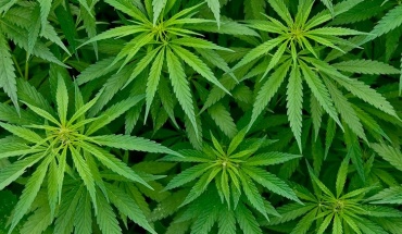 Εξαετής ποινή φυλάκισης επιβλήθηκε σε 38χρονο για κατοχή 2 κιλών κάνναβης