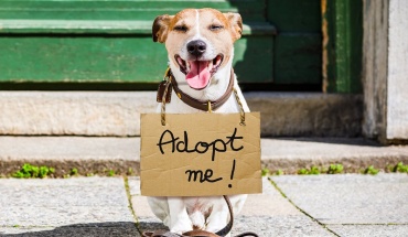 Υιοθεσίες ζώων από την Κύπρο στο εξωτερικό – Τι ισχύει