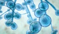 Βρέθηκε το μυστικό ανθεκτικότητας του Candida auris