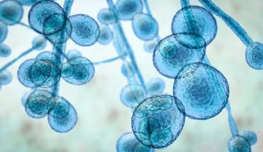 Βρέθηκε το μυστικό ανθεκτικότητας του Candida auris