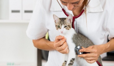 Κορωνοϊός στις γάτες: Αναμένουν Κτηνιατρικές Υπηρεσίες για προμήθεια φαρμάκων