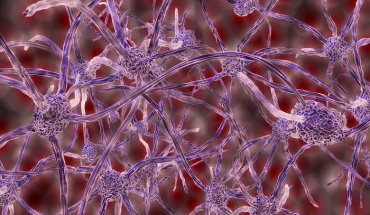 Εντοπίστηκαν νευρώνες που καθορίζουν τον ανταγωνισμό και τη συμπεριφορά