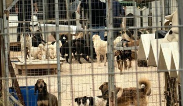 Ψηφίστηκαν προτάσεις νόμου και ν/σ για την ευημερία των σκύλων