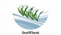 Το θαλασσινό «μαρούλι» Ulva: Υψηλότερη παραγωγή, σε μικρότερη έκταση, για υγεία και ευημερία