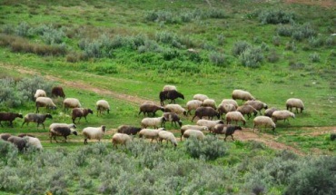 Αγωνία της Επιτροπής Αιγοπροβατοτρόφων για τον αφθώδη πυρετό