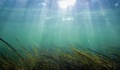 Τα δεινά της κλιματικής αλλαγής μαστίζουν και τις θάλασσες