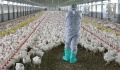 Κρούσματα γρίπης των πτηνών εντοπίστηκαν στην Κύπρο