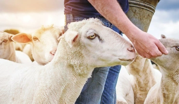 Κτηνοτρόφοι σε απόγνωση για θανατώσεις και αποζημιώσεις