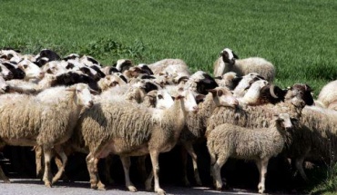 Τα κρούσματα σε Γέρι-Δάλι ήταν στα πιθανά σενάρια