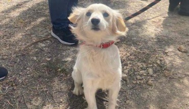 Ολομέλεια: Ψηφίστηκαν δύο τροποποιήσεις για τον περί σκύλων νόμο