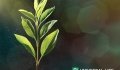Η Universal Life στηρίζει την αναδάσωση της Κύπρου