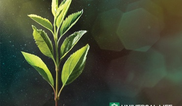 Η Universal Life στηρίζει την αναδάσωση της Κύπρου