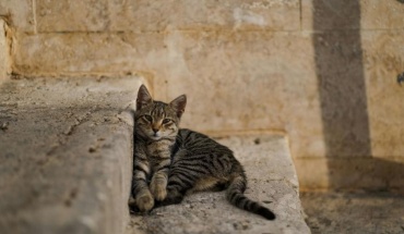 Τι έδειξε ο αιφνιδιαστικός έλεγχος για εξαφανίσεις γάτων